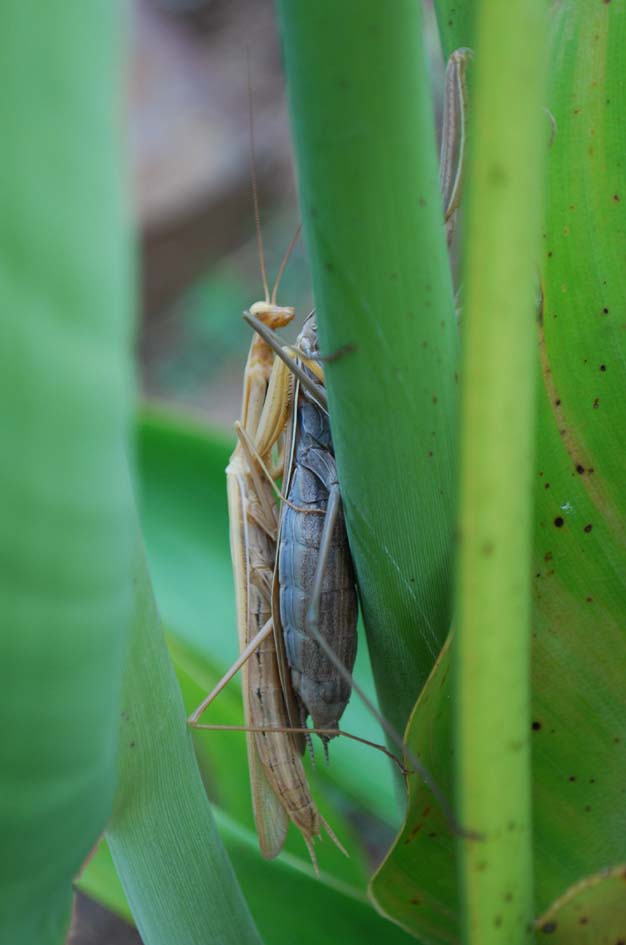 Il mistero delle mantidi mancanti