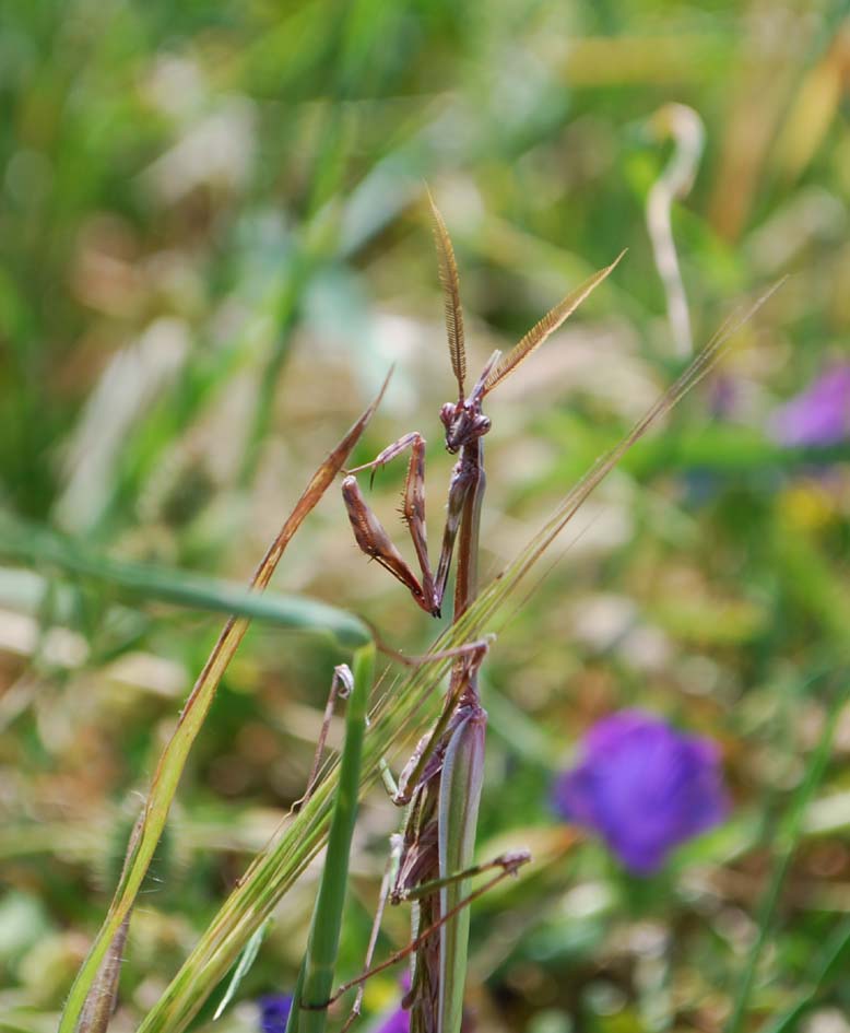 Empusa pennata ♀