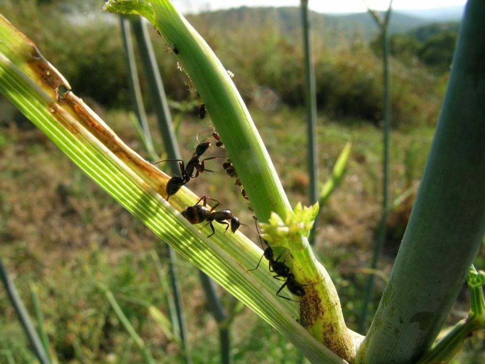 Operaia di Camponotus cfr aethiops gonfia di melata