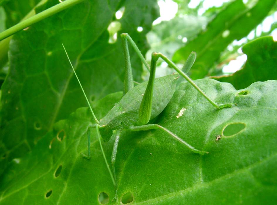 Odontura sp. (Phaneropteridae)