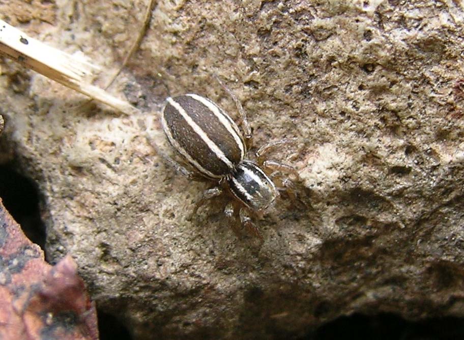 Phlegra bresnieri