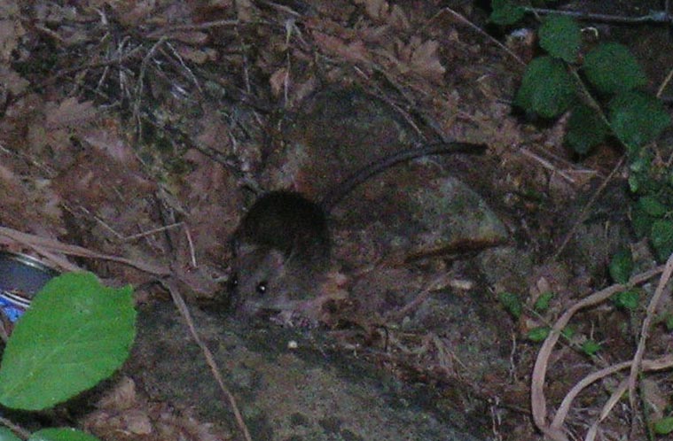 Rattus