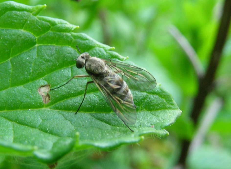 Chrysopilus sp.