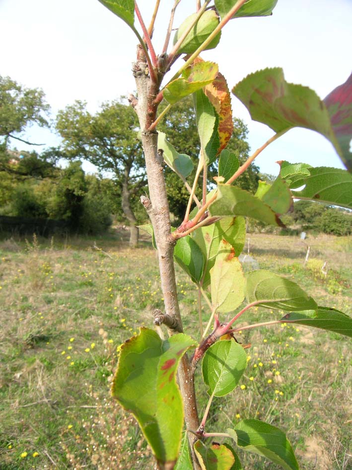 Quasi un quiz: Gastropacha (Gastropacha) quercifolia