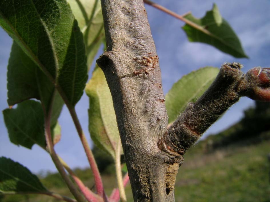 Quasi un quiz: Gastropacha (Gastropacha) quercifolia