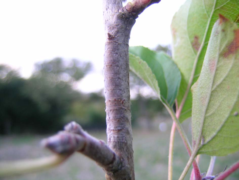 Quasi un quiz: Gastropacha (Gastropacha) quercifolia