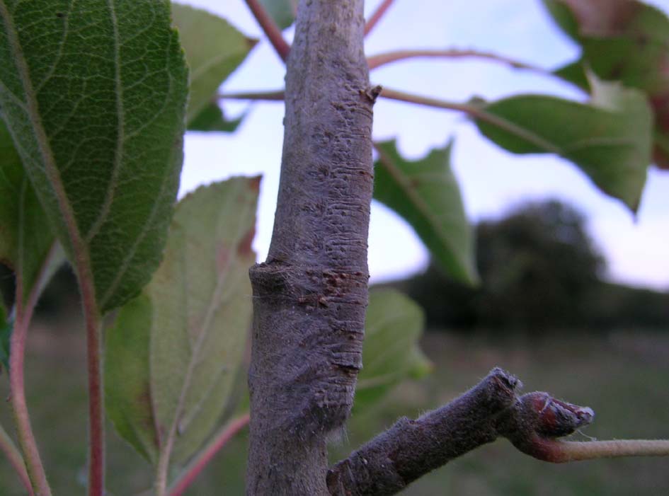 Quasi un quiz: Gastropacha (Gastropacha) quercifolia