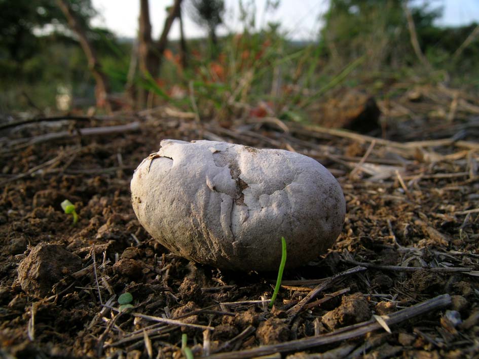 Bozzolo di Imenottero Sinfite Cimbicide