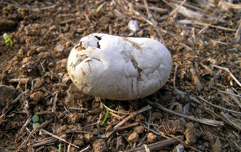 Bozzolo di Imenottero Sinfite Cimbicide