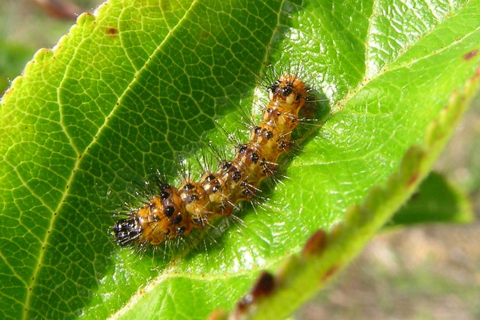 Acronicta sp.