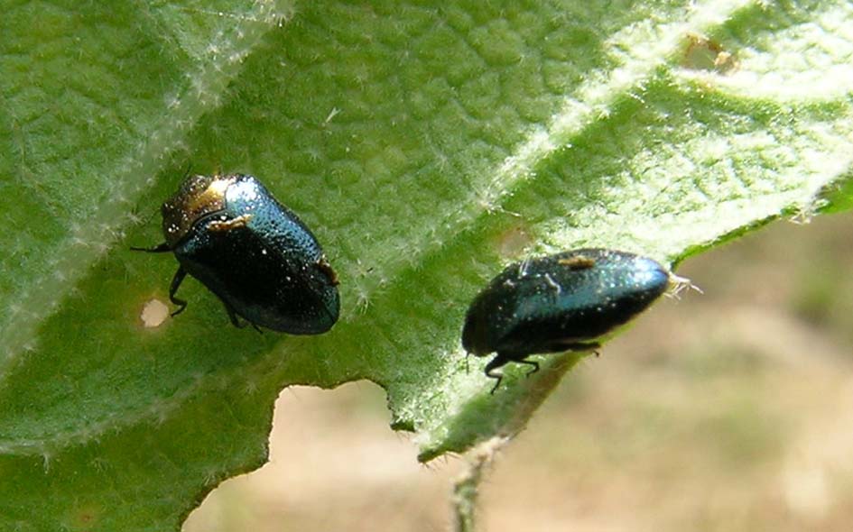 Piccolo Buprestidae: Trachys troglodytiformis