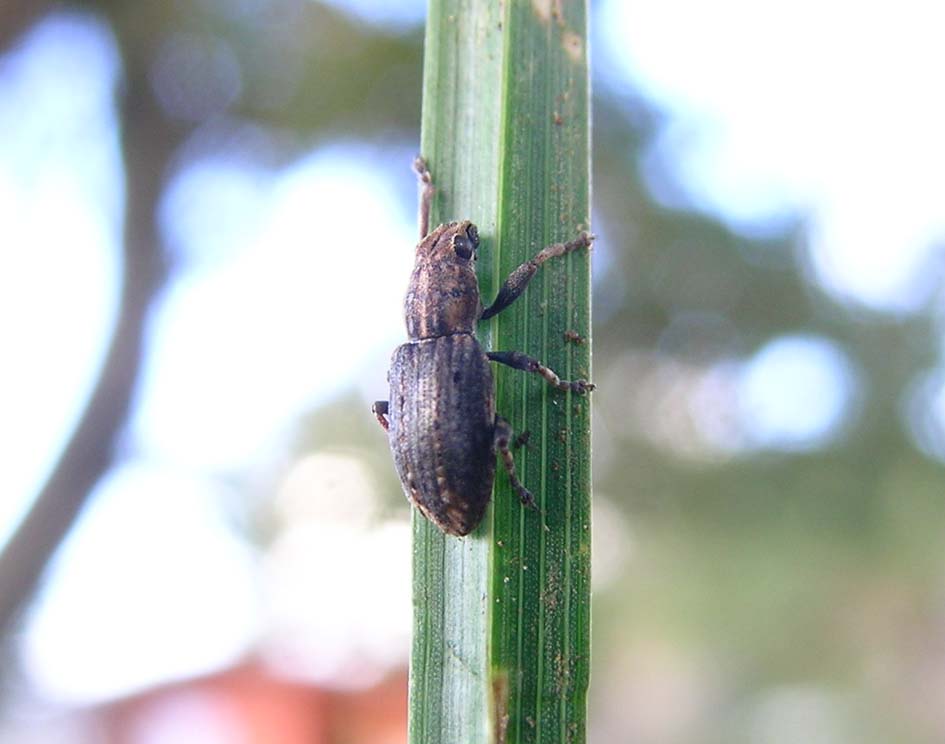 Curculionidae (Brachyderes?)