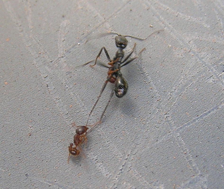 Aphaenogaster spinosa e Tetramorium sp. in lotta