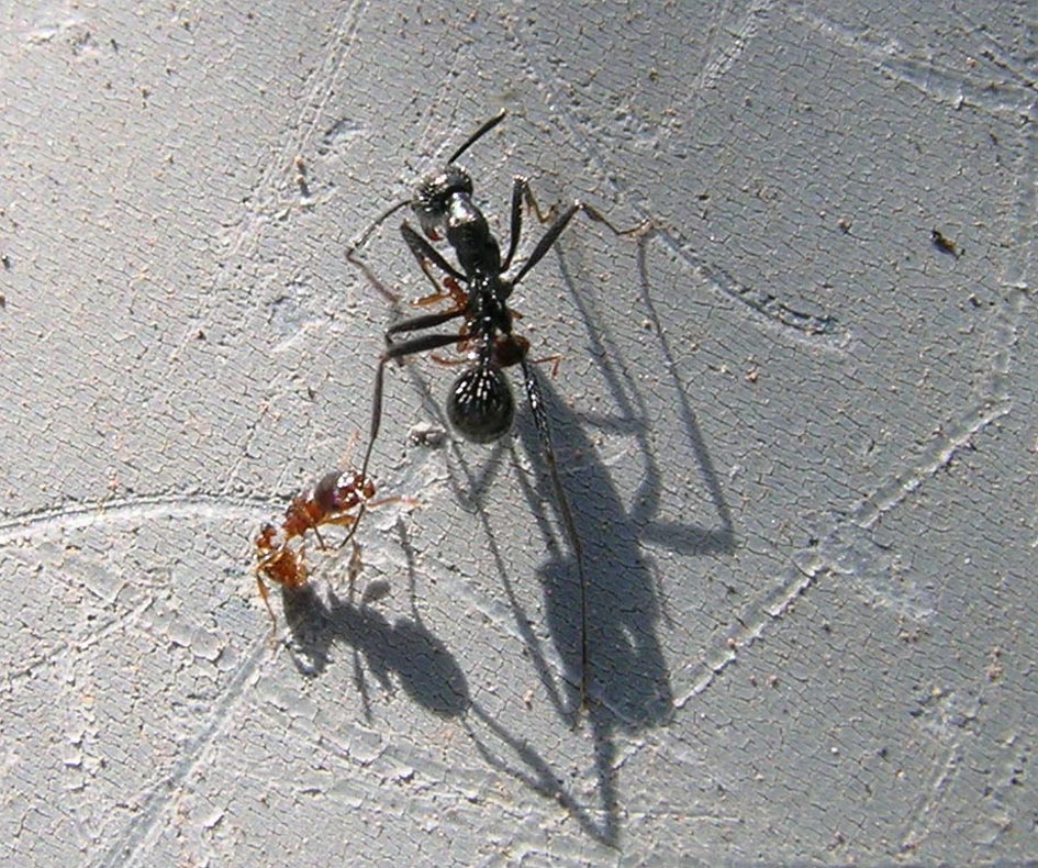 Aphaenogaster spinosa e Tetramorium sp. in lotta