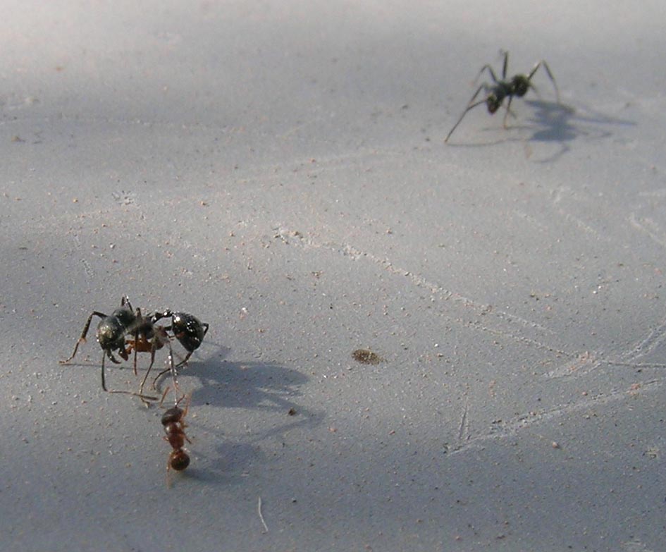 Aphaenogaster spinosa e Tetramorium sp. in lotta