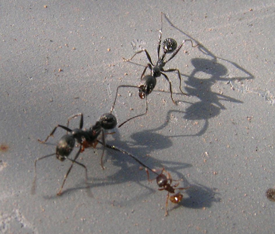 Aphaenogaster spinosa e Tetramorium sp. in lotta