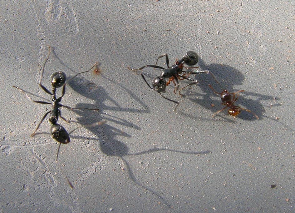 Aphaenogaster spinosa e Tetramorium sp. in lotta