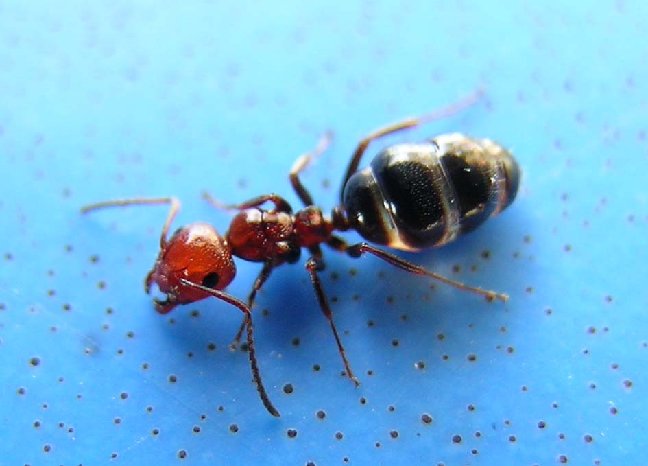 Camponotus lateralis con addome gonfio di liquido