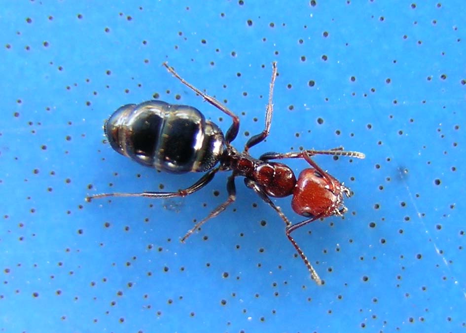 Camponotus lateralis con addome gonfio di liquido