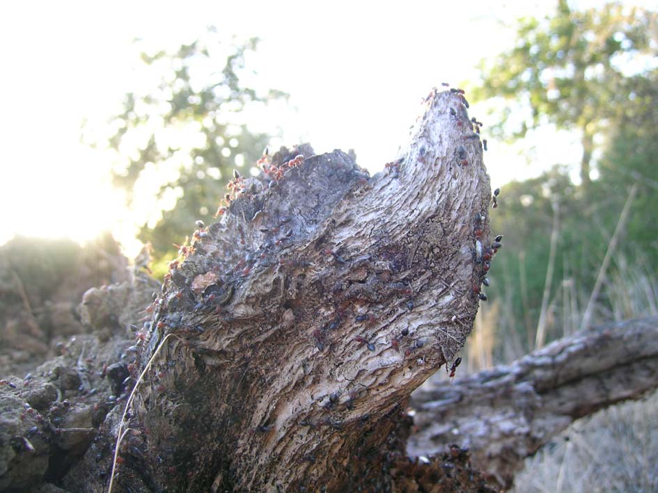 Formiche alate (sciamatura Crematogaster scutellaris)