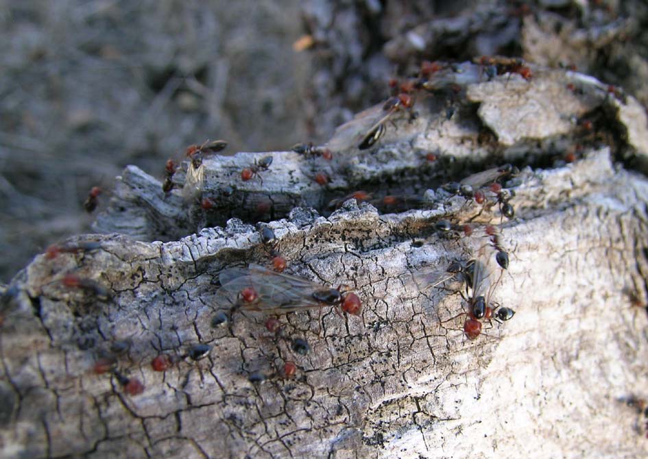 Formiche alate (sciamatura Crematogaster scutellaris)