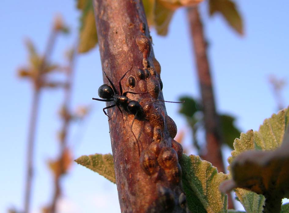 Cocciniglia, famiglia Coccidae