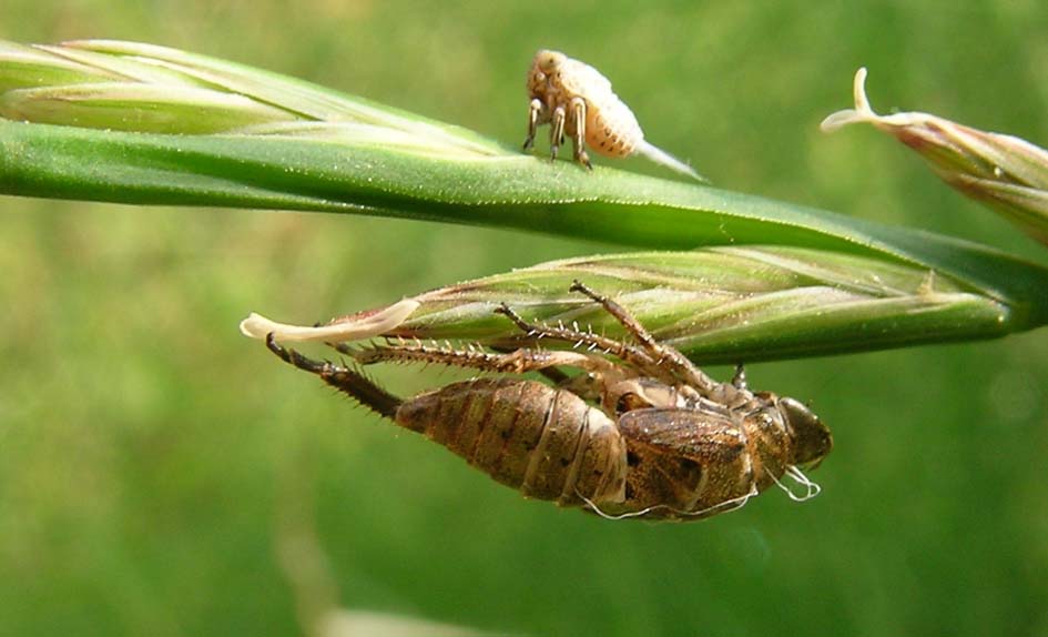 Selenocephalus sp.