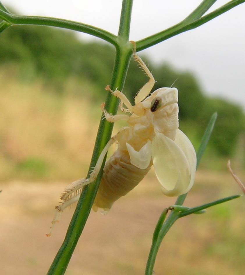 Selenocephalus sp.