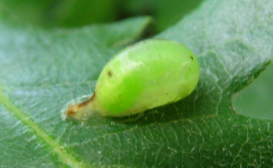 pupario di Syrphidae: Melanostoma?