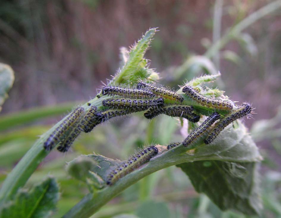 da determinare - Pieris brassicae, larva