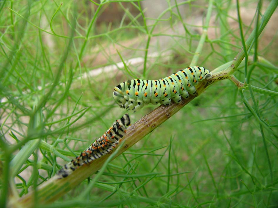 Papilio machaon