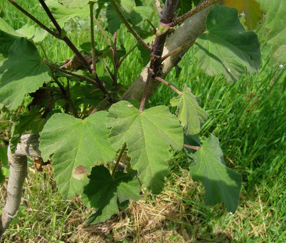 Malva olbia / Malvone perenne