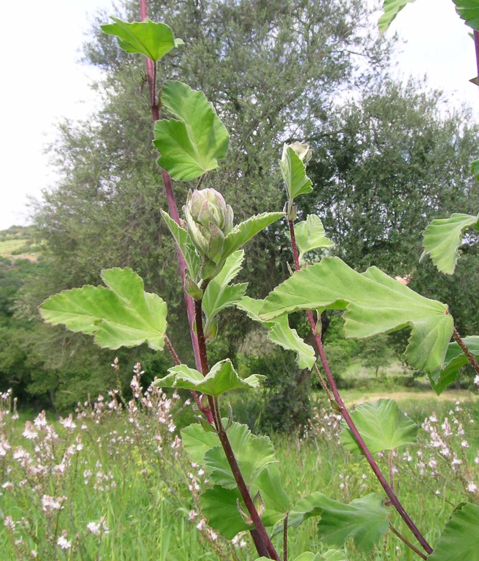 Malva olbia / Malvone perenne