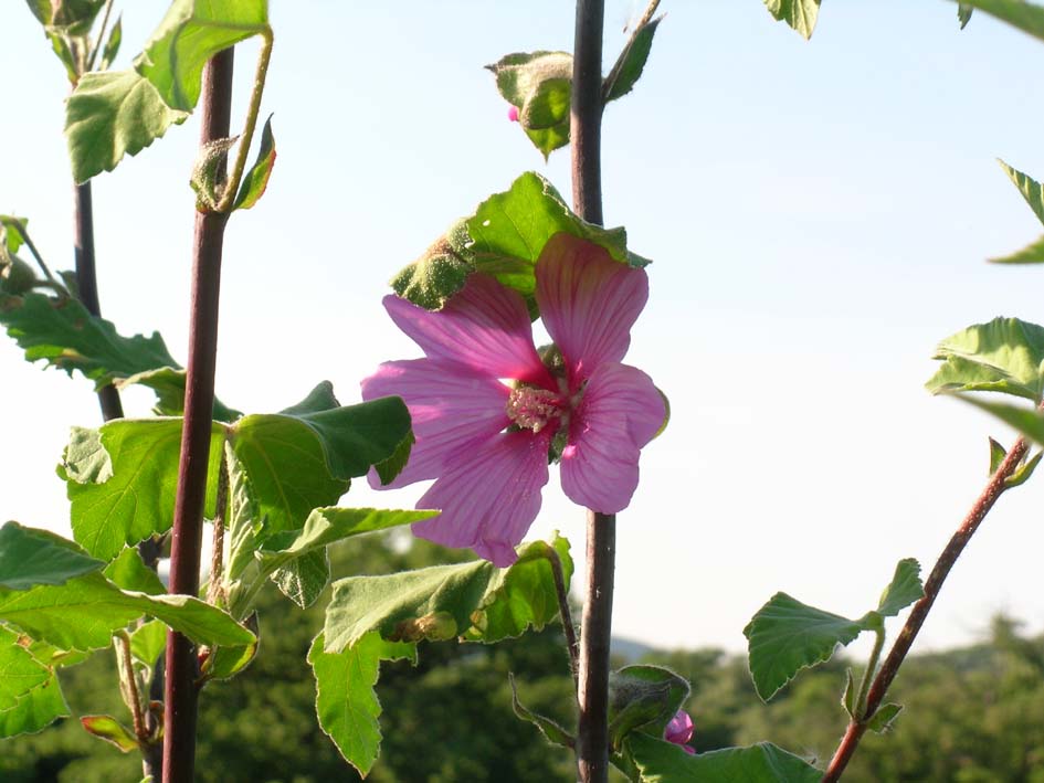 Malva olbia / Malvone perenne