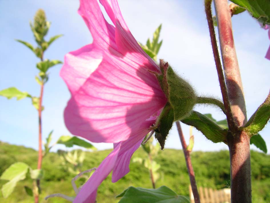 Malva olbia / Malvone perenne