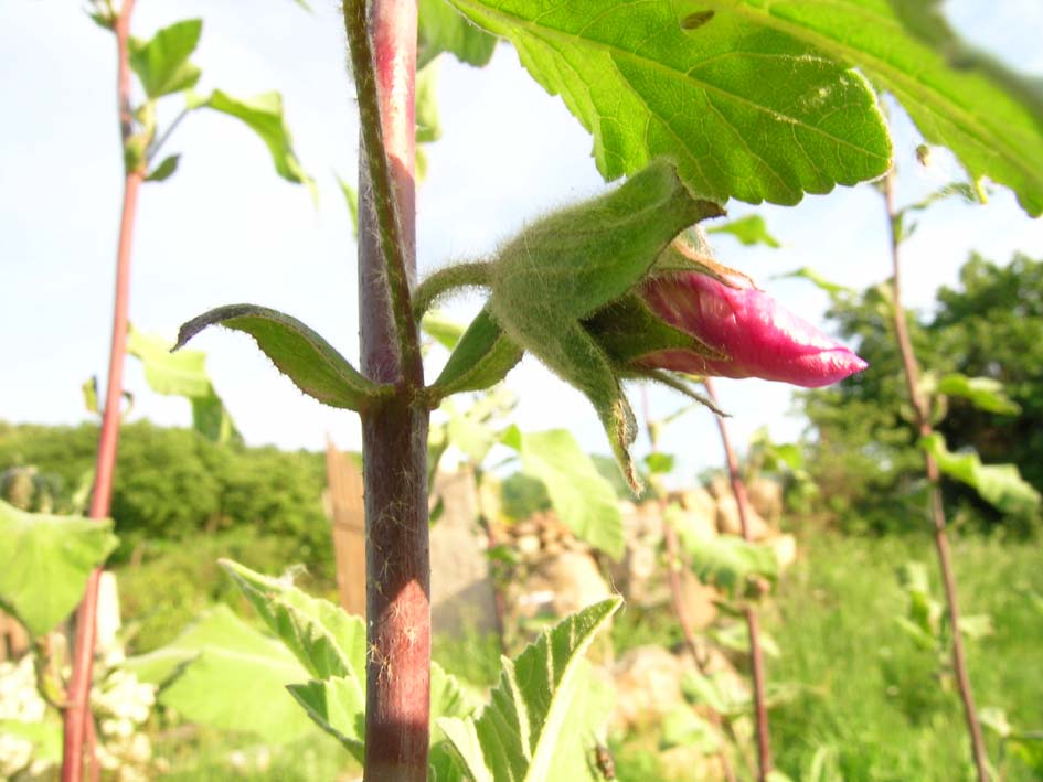 Malva olbia / Malvone perenne