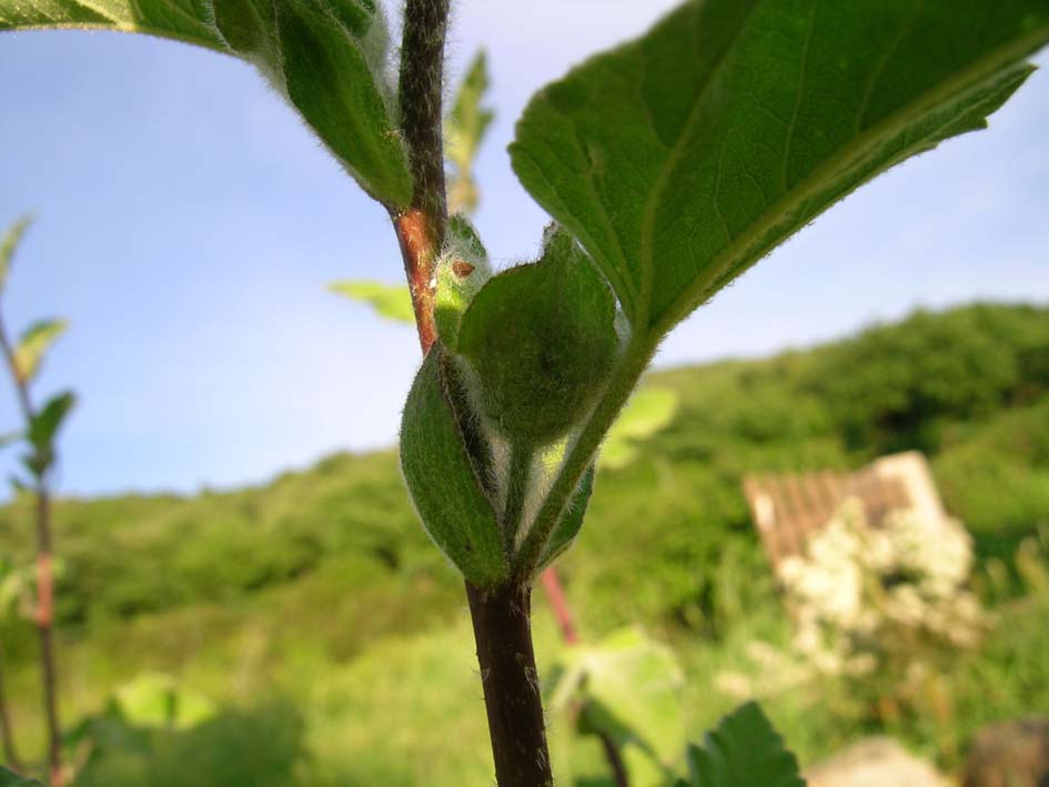 Malva olbia / Malvone perenne