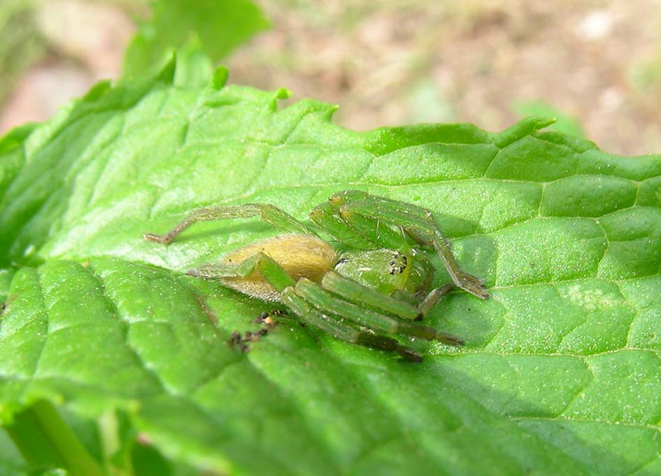 Micrommata ligurina