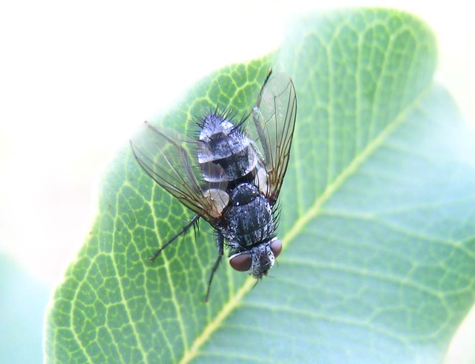 mosca grigia: fam. Tachinidae