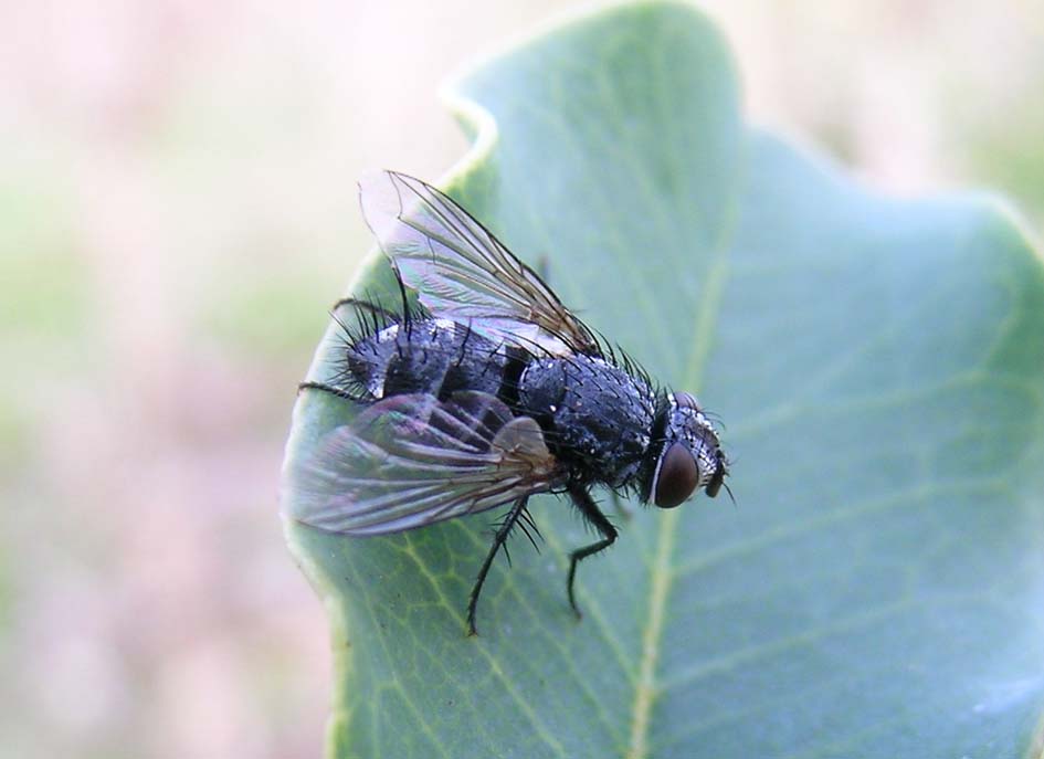 mosca grigia: fam. Tachinidae