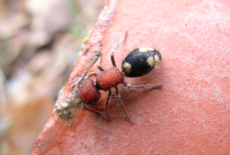 Mutillidae (Mutilla quinquemaculata?)