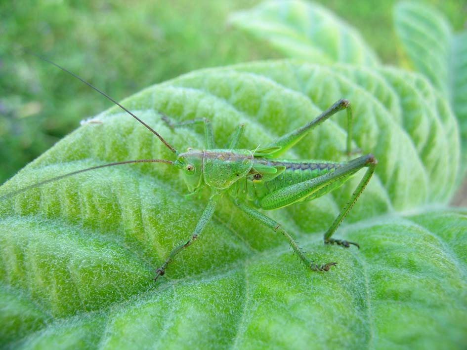 ninfa di Tettigonia sp.