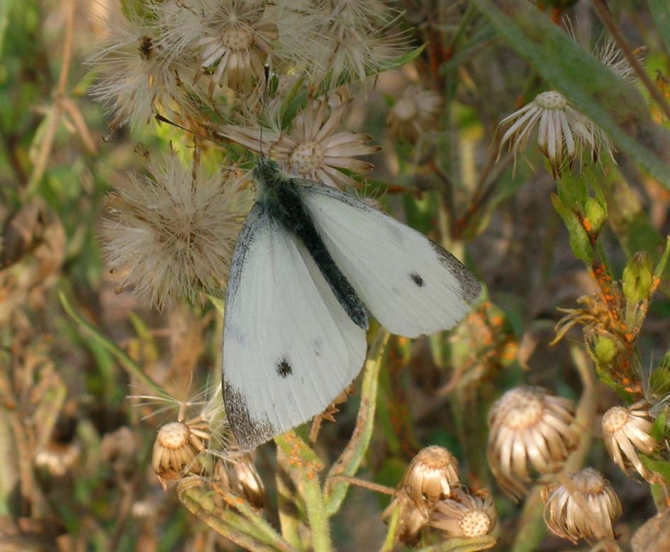 Pieris