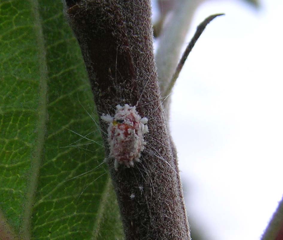 Pseudococcidae: Trabutina mannipara?