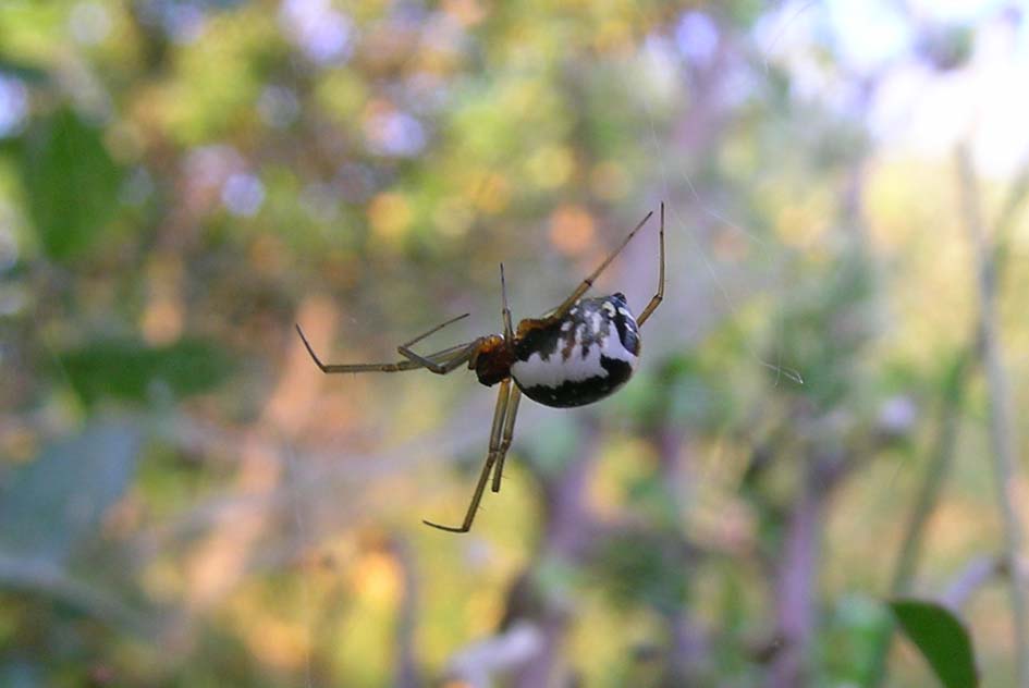 Frontinellina frutetorum