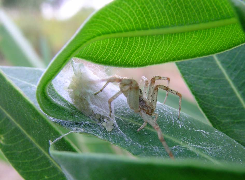 Philodromus sp.