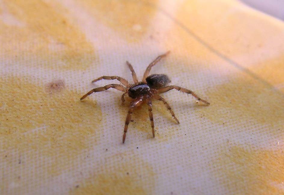 Gnaphosidae