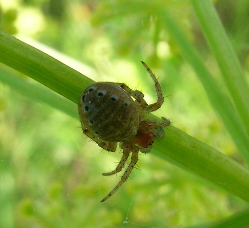 Araniella sp.