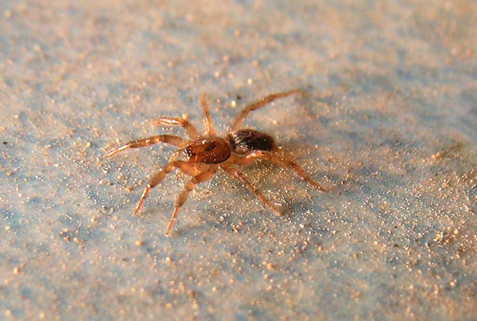 Gnaphosidae