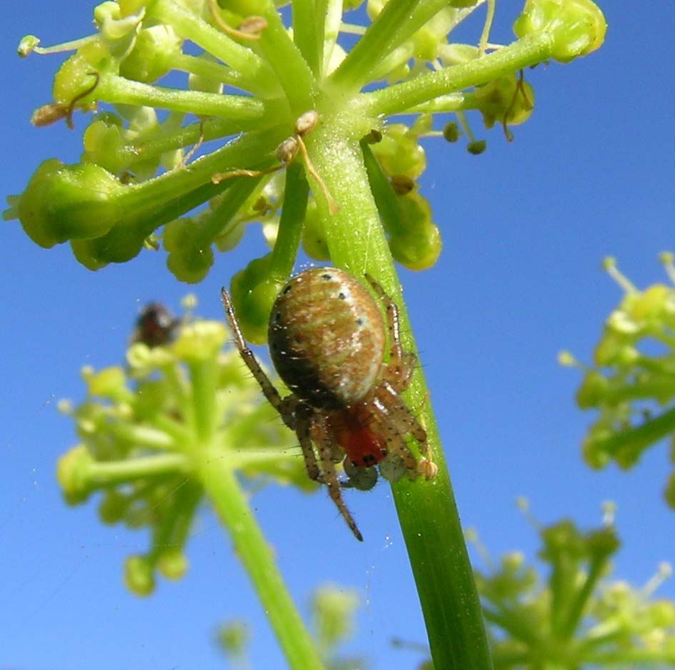 Araniella sp.